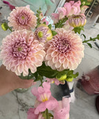 KA's® Cinder Rose
