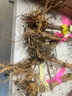 Florelie Flamingo bare root 🇦🇺