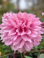 Lee's Angelica
