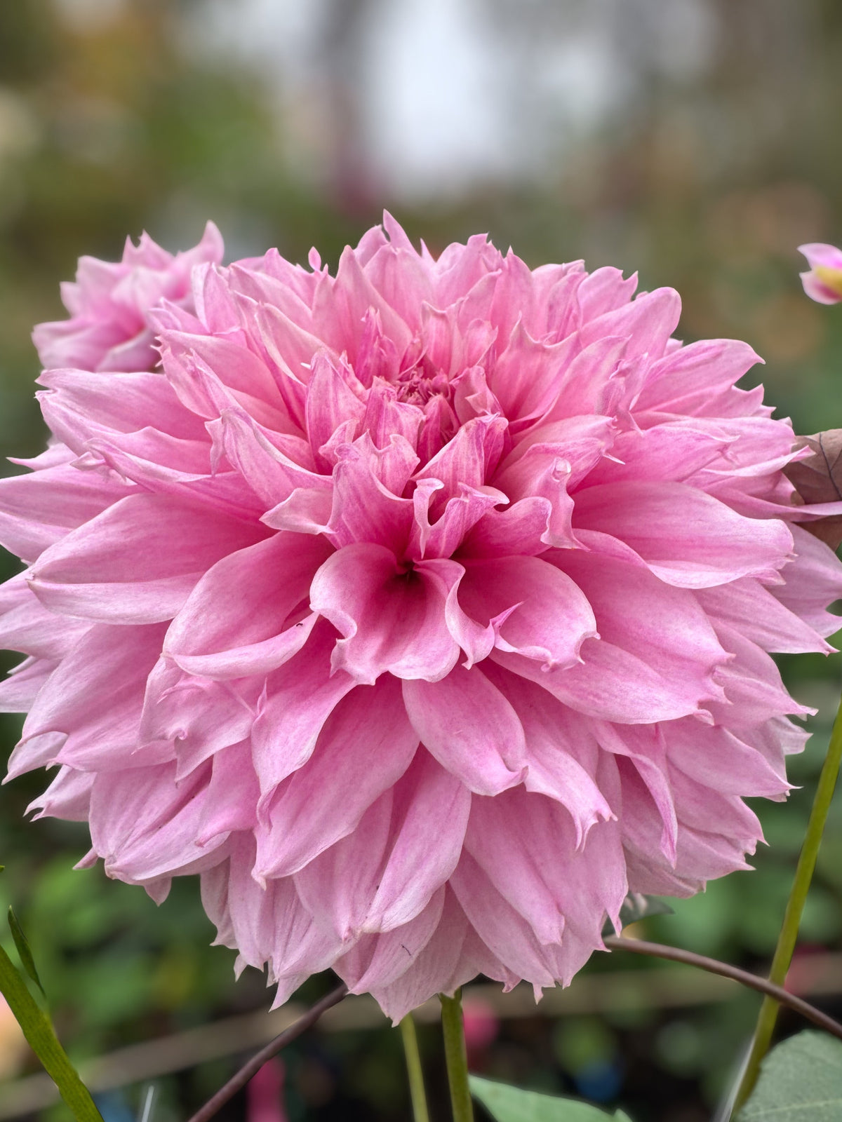 Lee's Angelica