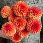 KA's® Blood Orange