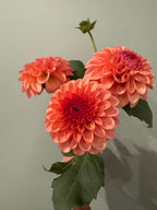 KA's® Blood Orange