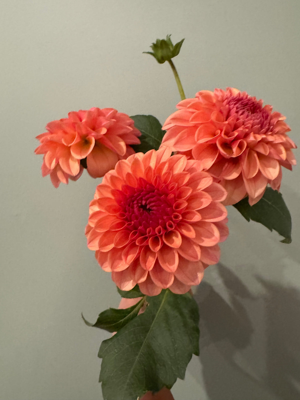 KA's® Blood Orange