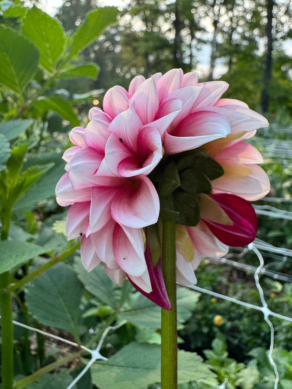 Florelie Cosmic Romance 🇦🇺