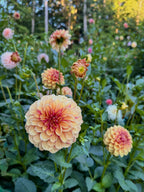 Lee's Golden Raspberry