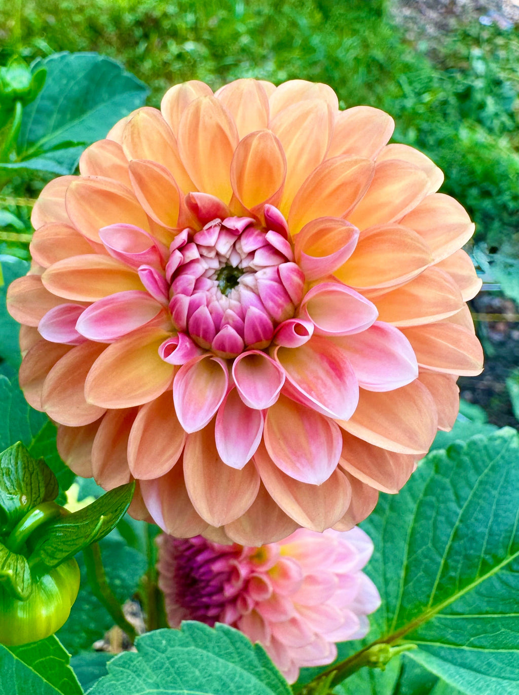 Florelie Angostura 🇦🇺