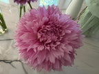 Lee's Angelica