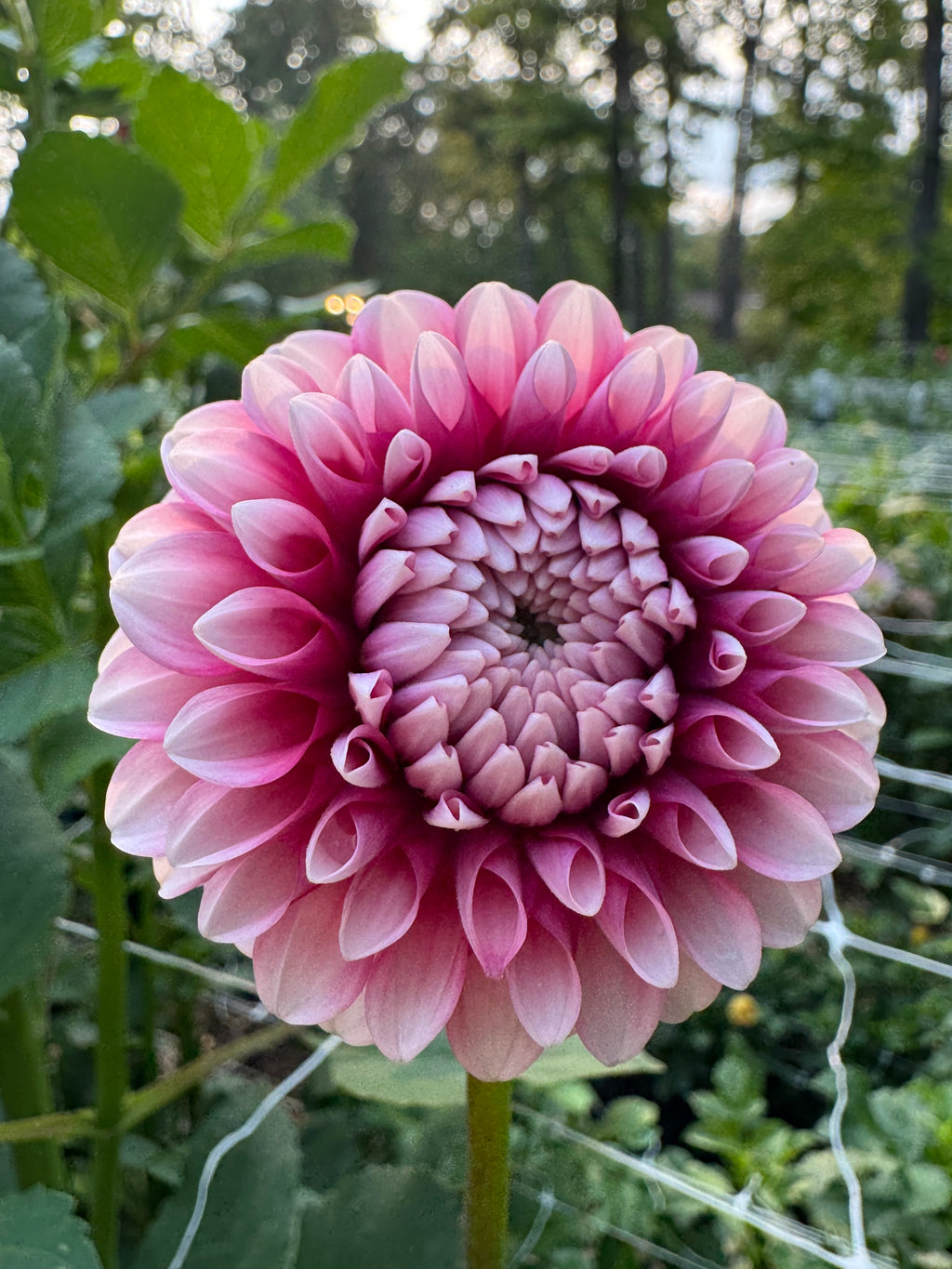 Florelie Cosmic Romance 🇦🇺
