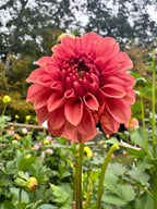 KA's® Keltie Rose