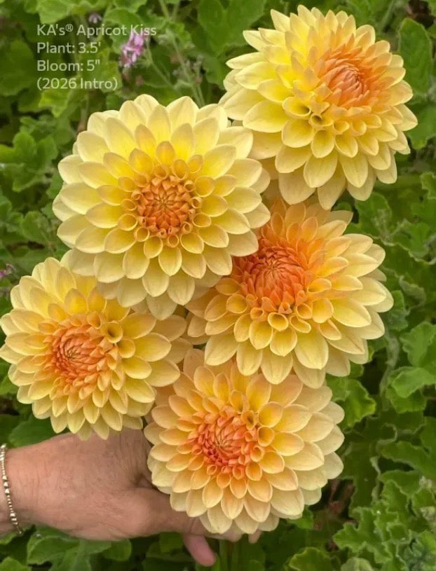 KA's® Apricot Kiss (Bright Series)