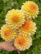 KA's® Apricot Kiss (Bright Series)