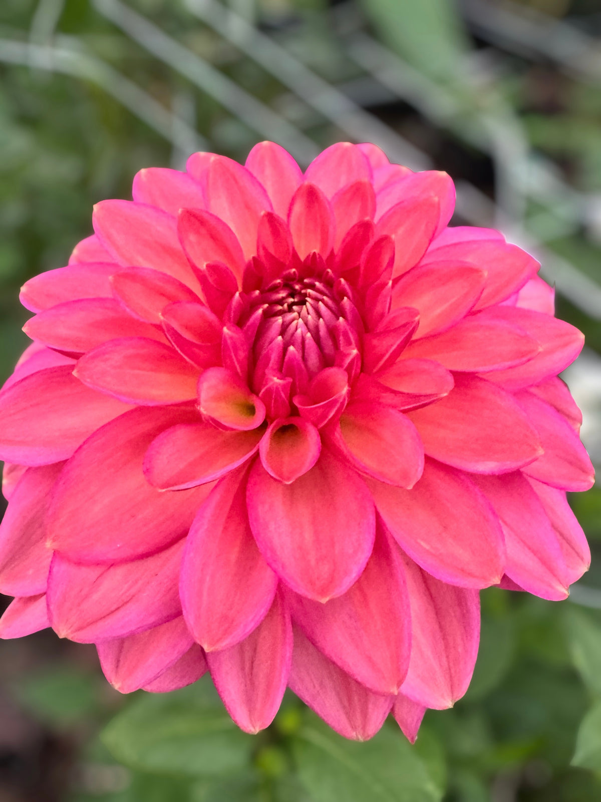 Coral Rouge コーラルルージュ, Japanese decorative dahlia grown in Ohio by Duck Duck Petals