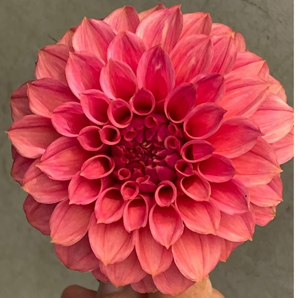 KA's® Keltie Rose