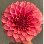 KA's® Keltie Rose