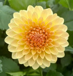 KA's® Apricot Kiss (Bright Series)