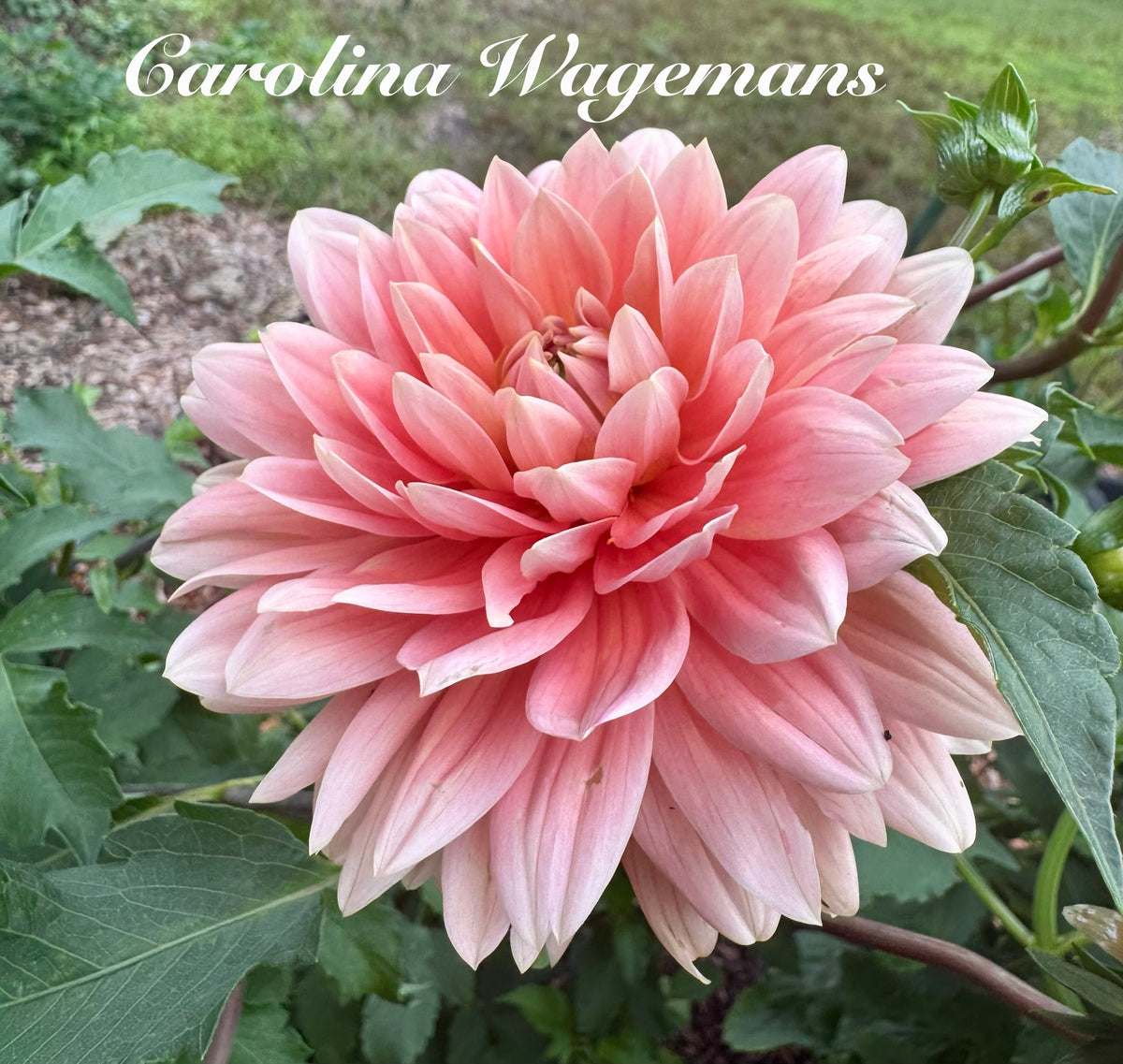 Carolina Wagemans Cuttings