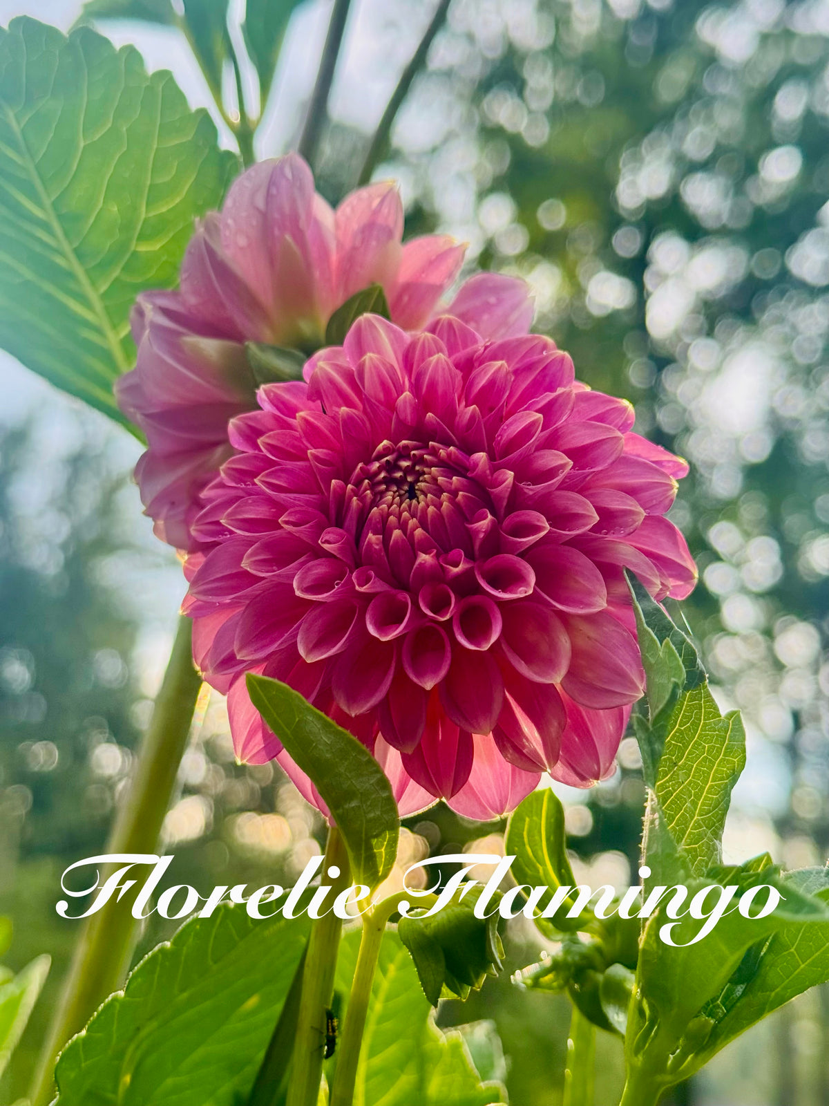 Florelie Flamingo bare root 🇦🇺