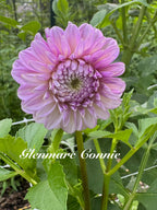 Glenmarc Connie Tubers 🇦🇺