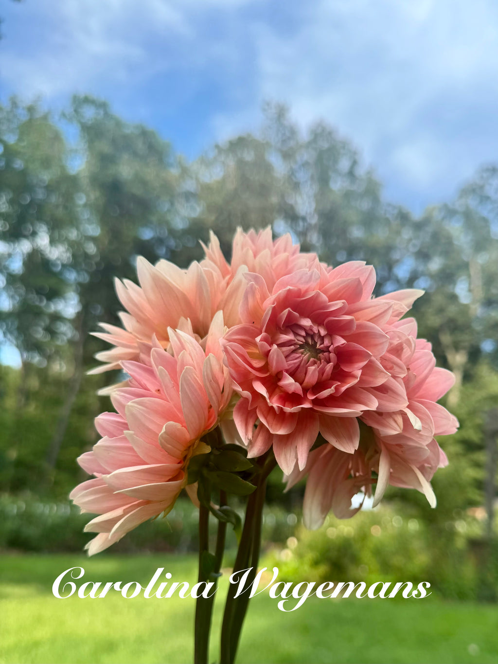 Carolina Wagemans Cuttings
