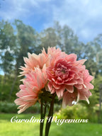 Carolina Wagemans Cuttings