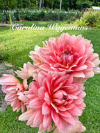 Carolina Wagemans Cuttings