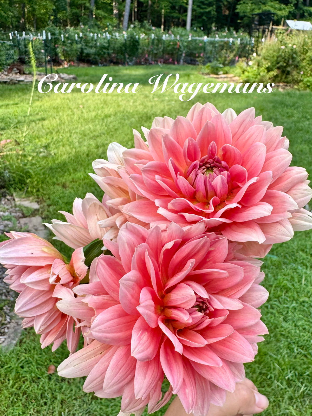 Carolina Wagemans Cuttings