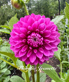 Florelie Jeanette Cuttings 🇦🇺