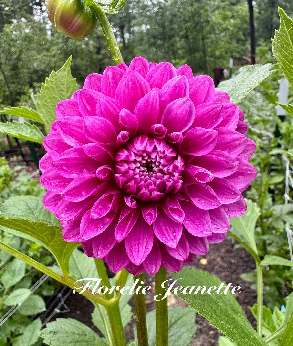 Florelie Jeanette Cuttings 🇦🇺