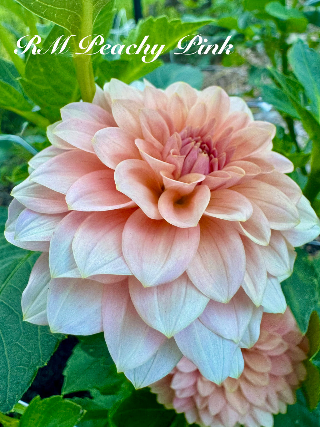 RM Peachy Pink
