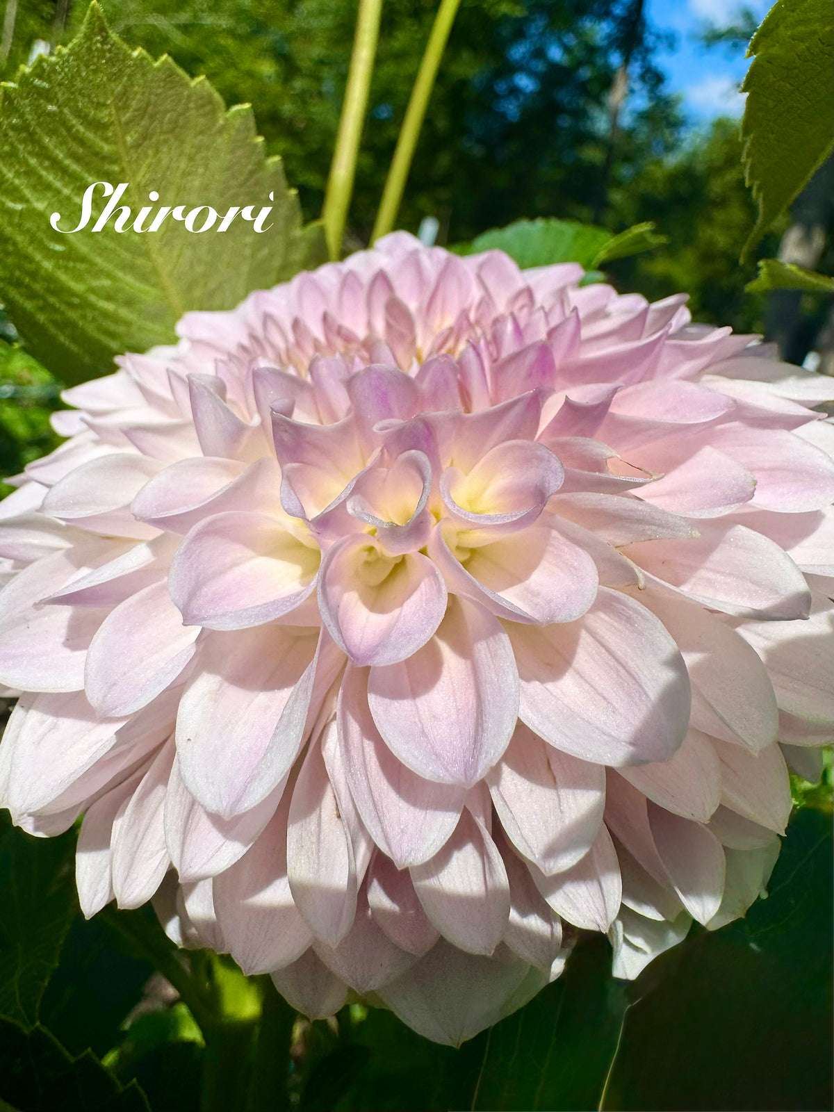 Shiori 🇯🇵
