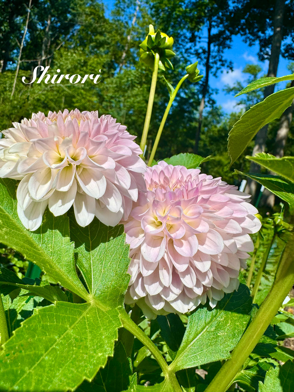 Shiori 🇯🇵