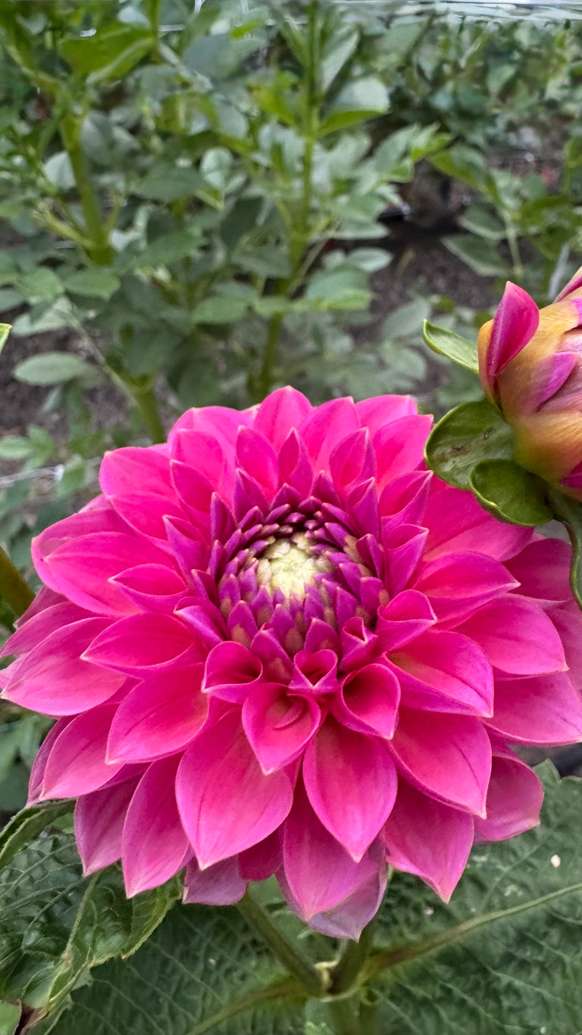 Hanasuzu 🇯🇵 花鈴（はなすず）