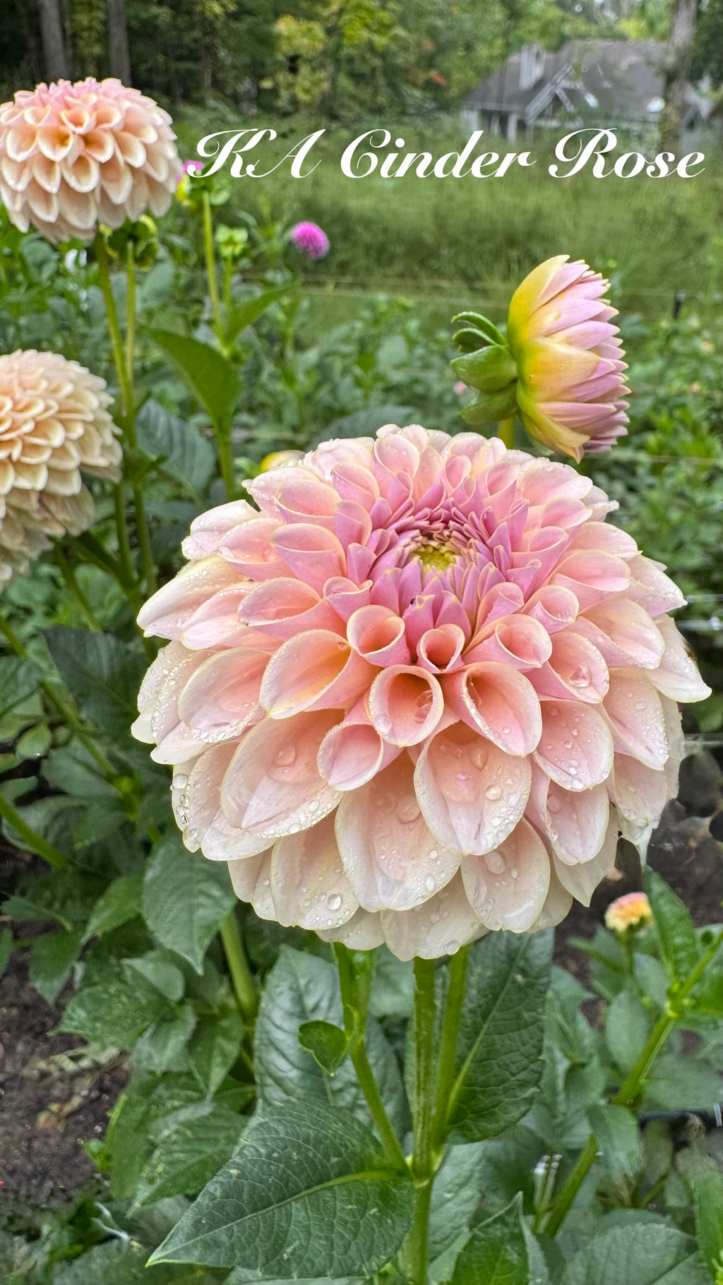KA's® Cinder Rose