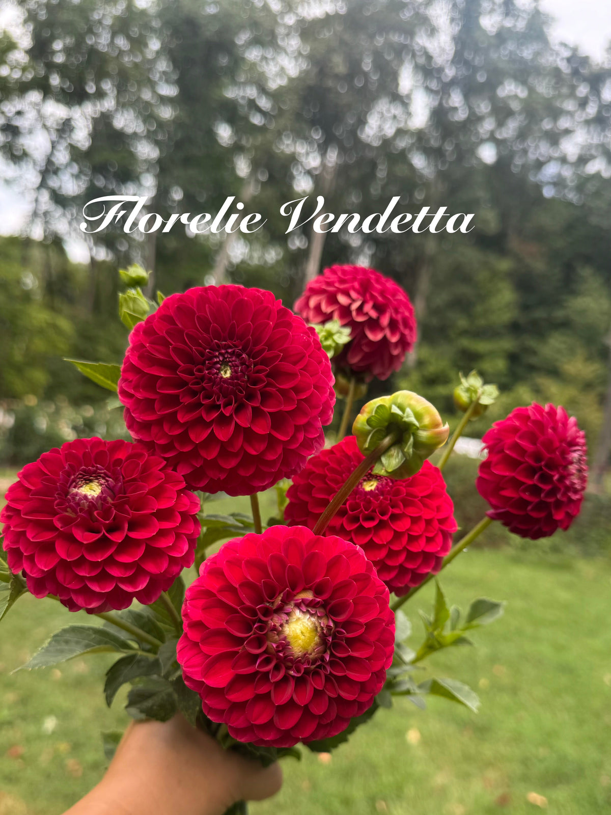 Florelie Vendetta Cutting 🇦🇺