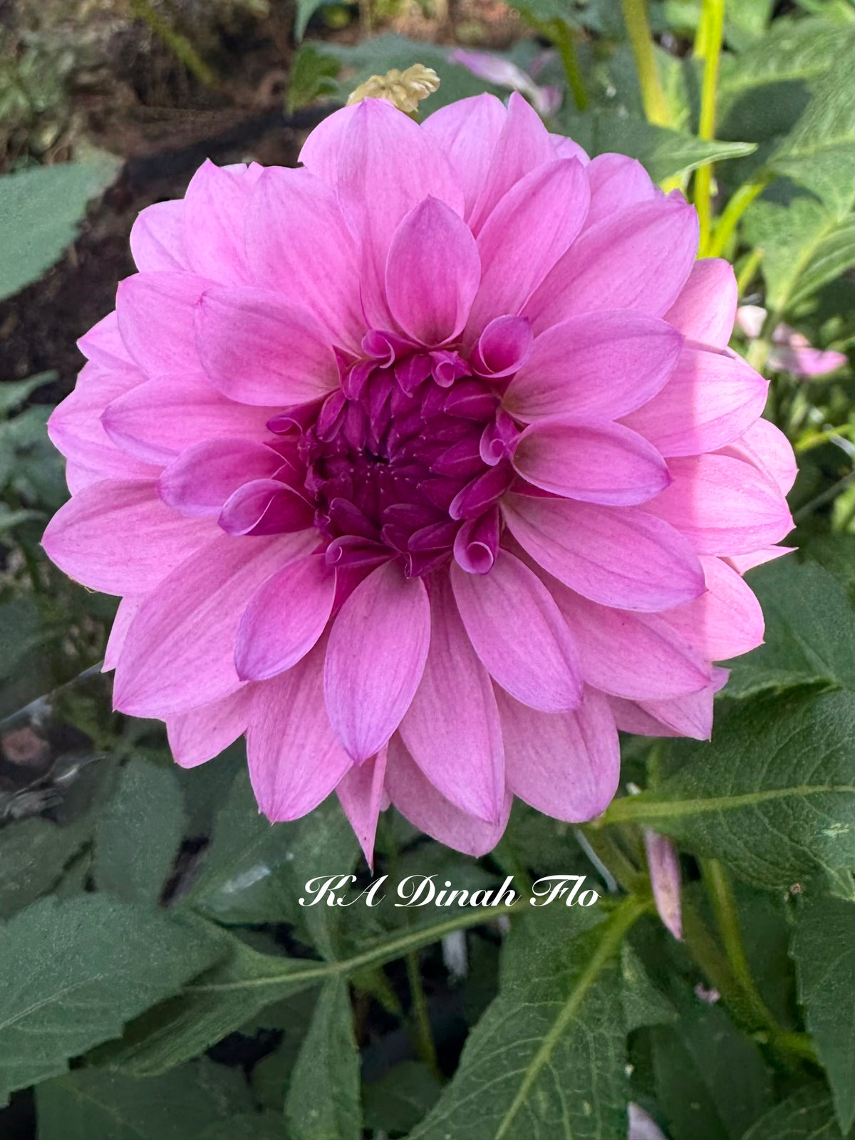 KA's® Dinah Flo (Bright Series)