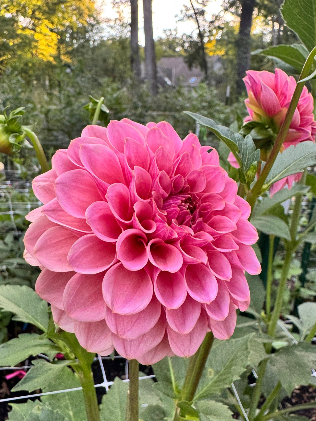 KA's® Boho Rose
