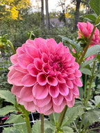 KA's® Boho Rose