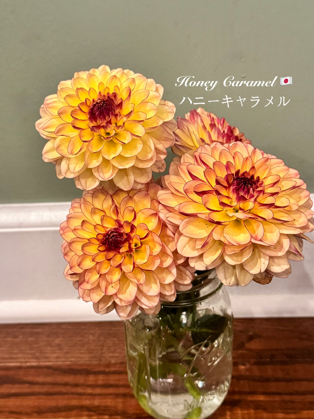 Honey Caramel Tuber 🇯🇵 ハニーキャラメル