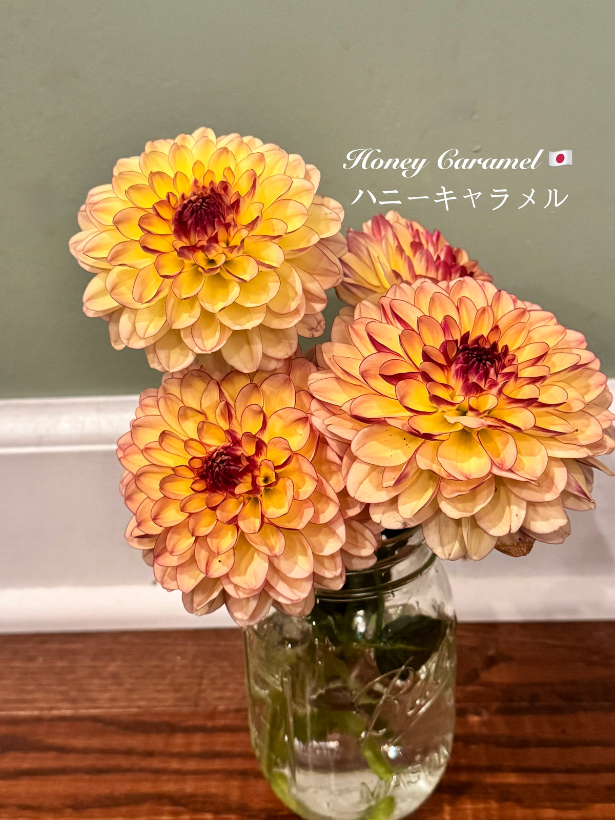 Honey Caramel Tuber 🇯🇵 ハニーキャラメル