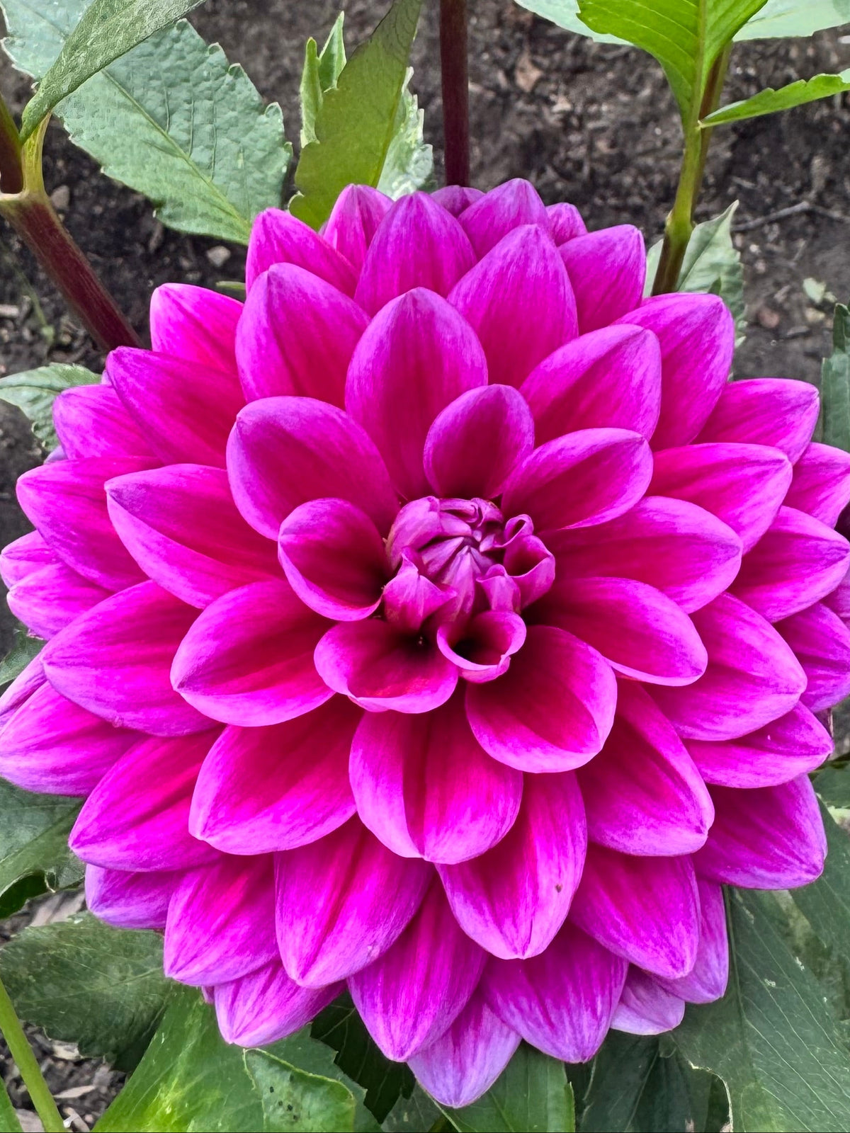 Murasaki Shikibu (Murasaki Kibu) 🇯🇵 紫式部（ムラサキシキブ）