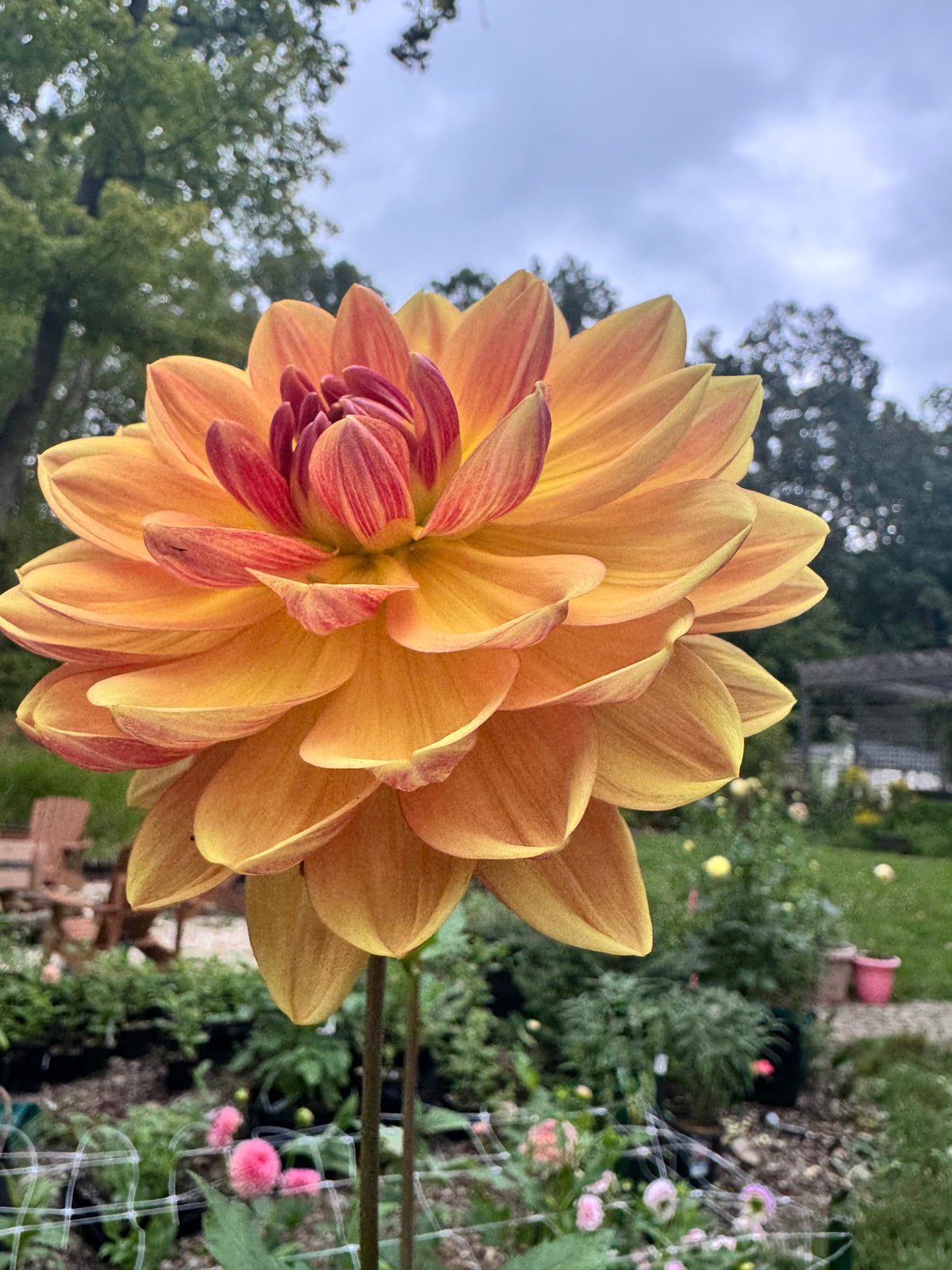 Hollyhill Golden Glow