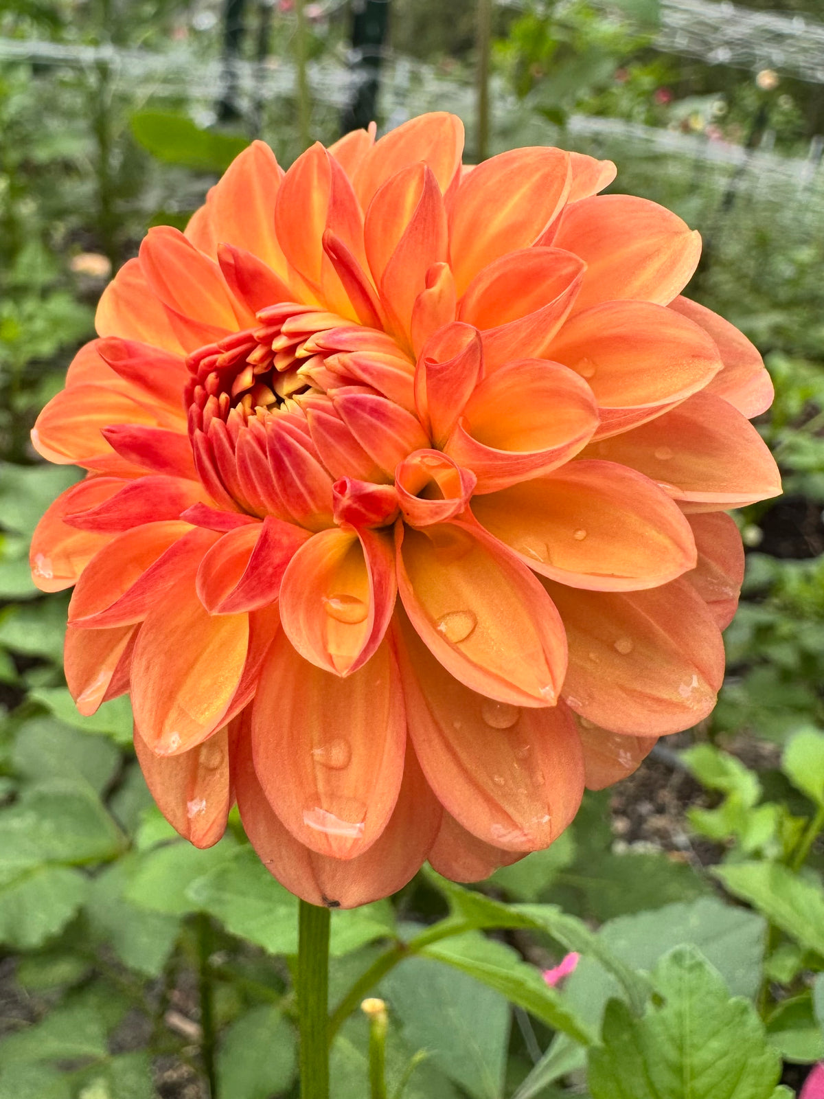 Florelie Mandarin 🇦🇺
