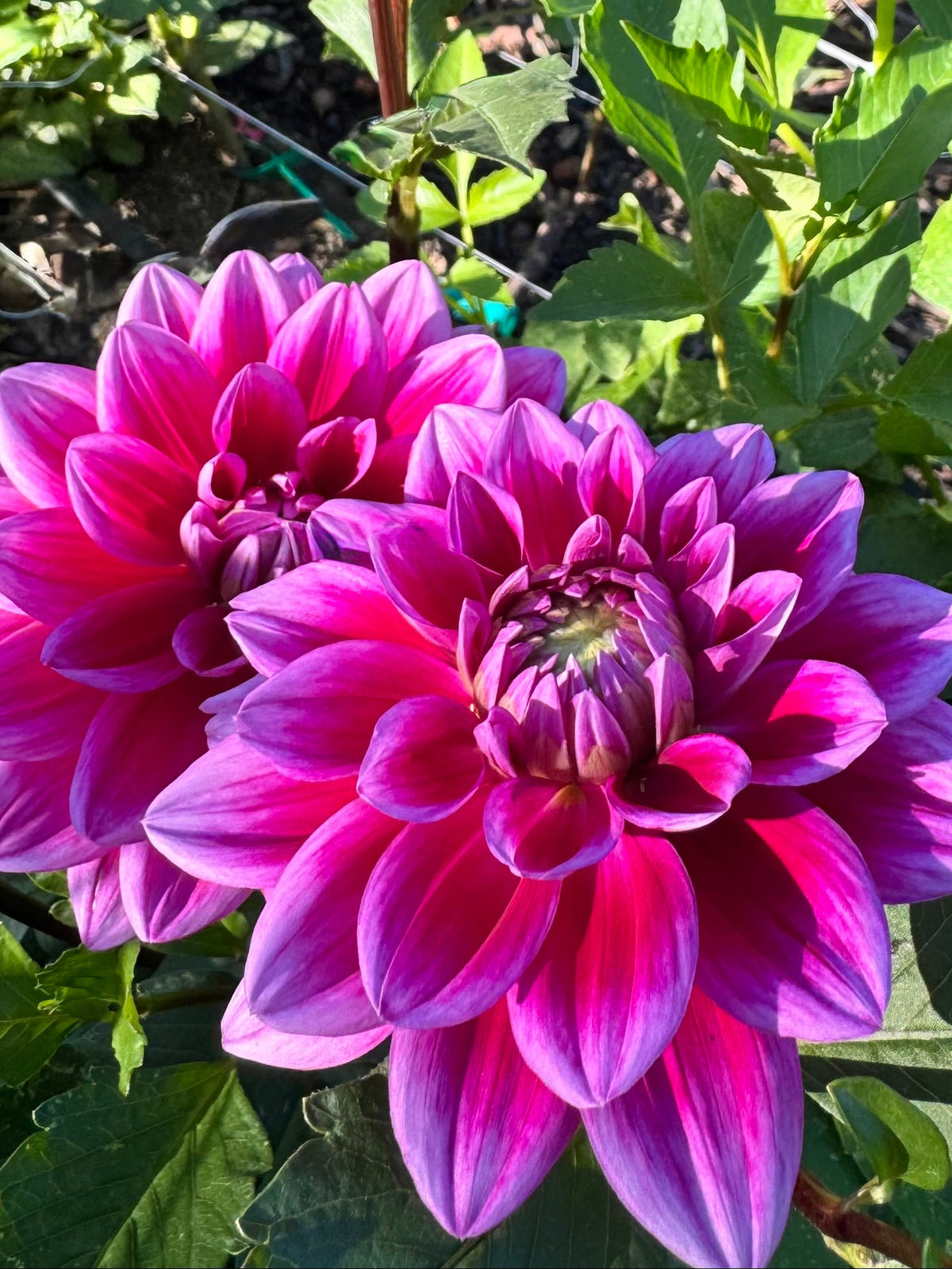 Murasaki Shikibu (Murasaki Kibu) 🇯🇵 紫式部（ムラサキシキブ）