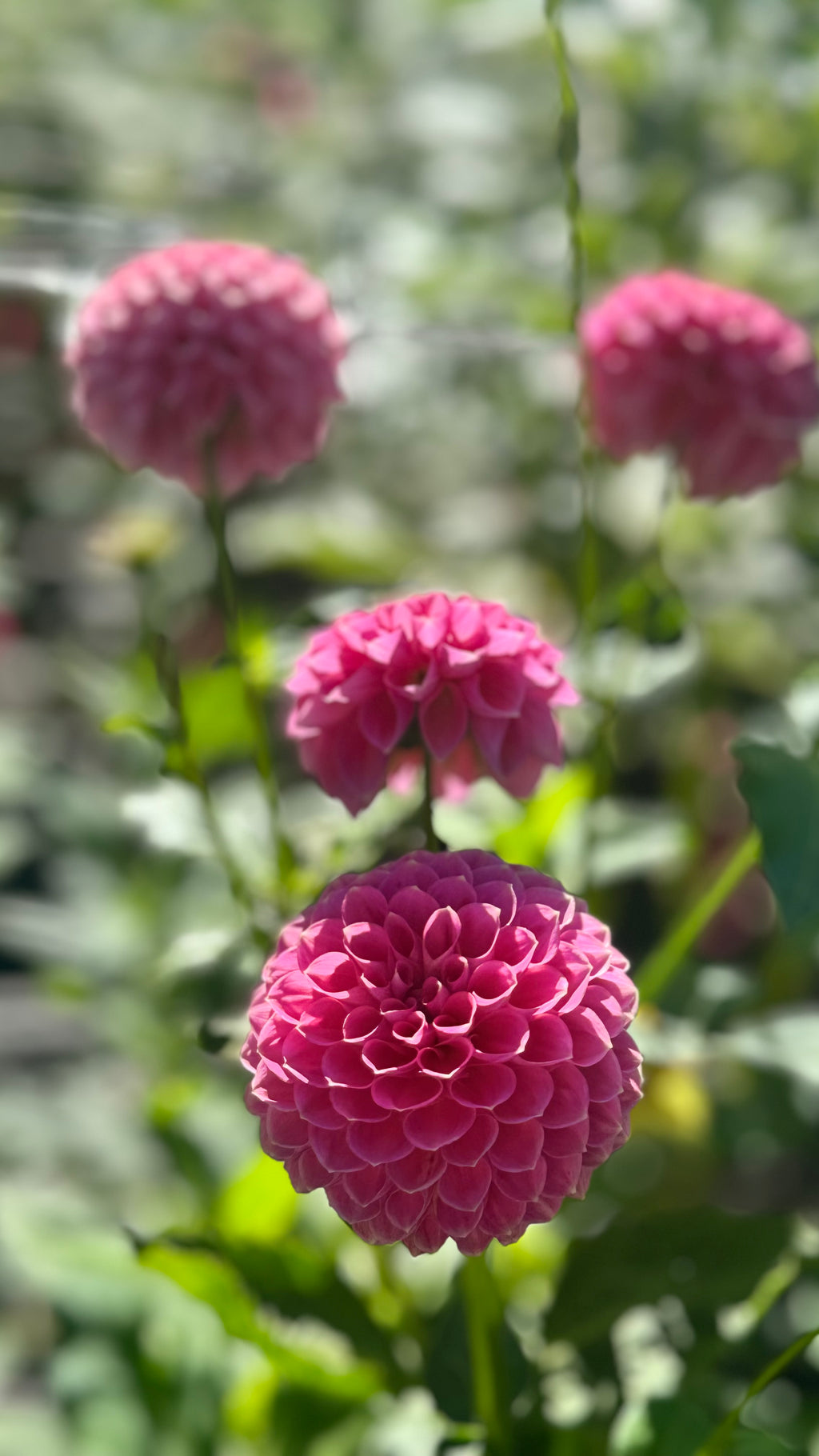 Hanasuzu 🇯🇵 花鈴（はなすず）