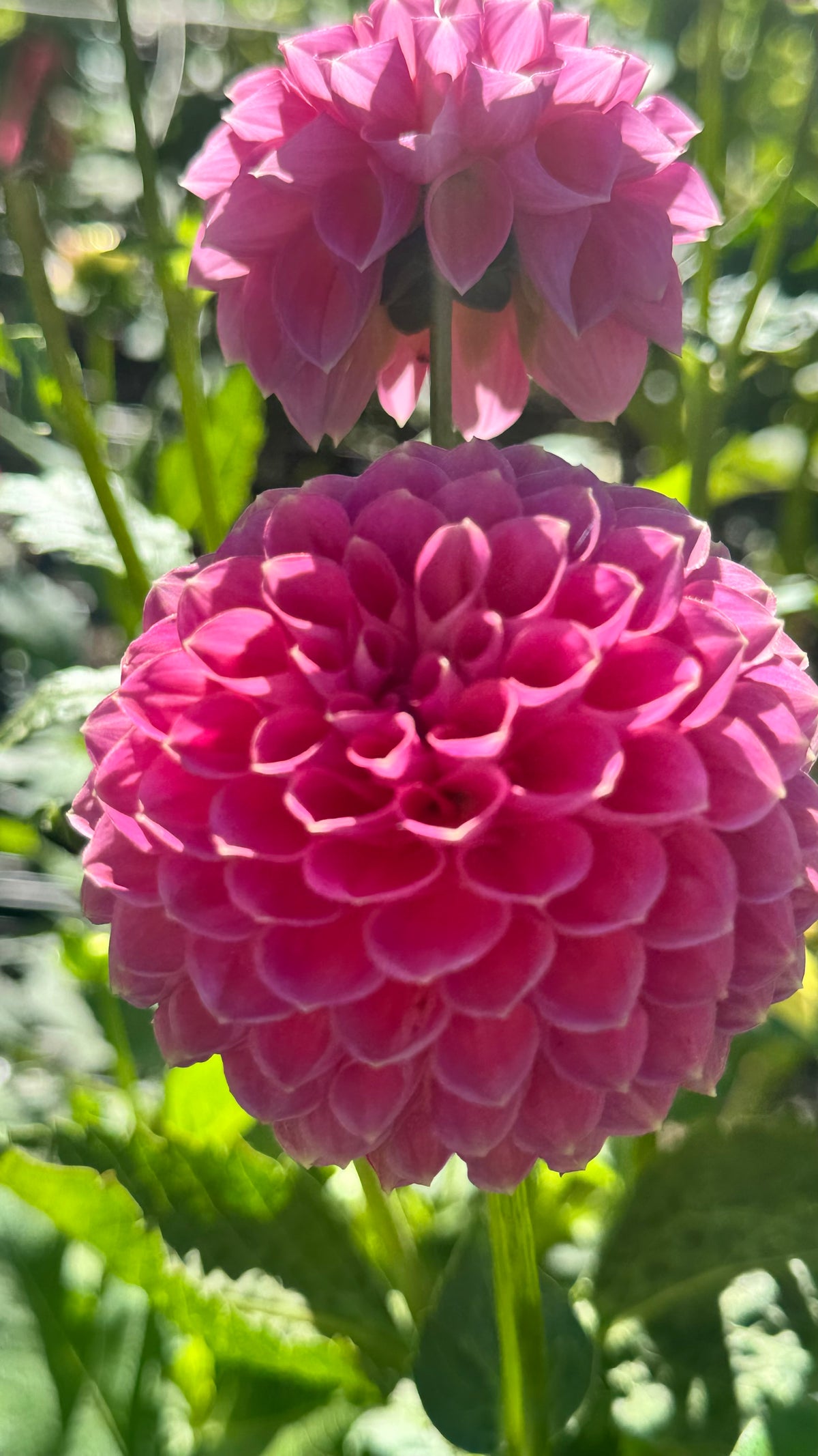 Hanasuzu 🇯🇵 花鈴（はなすず）