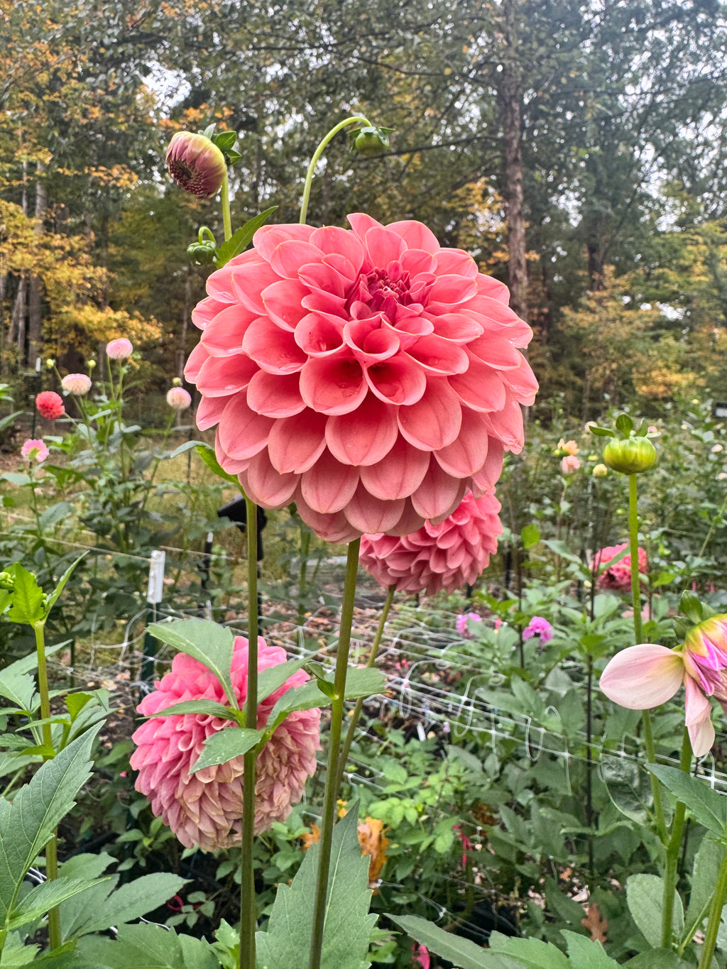 KA's® Boho Rose