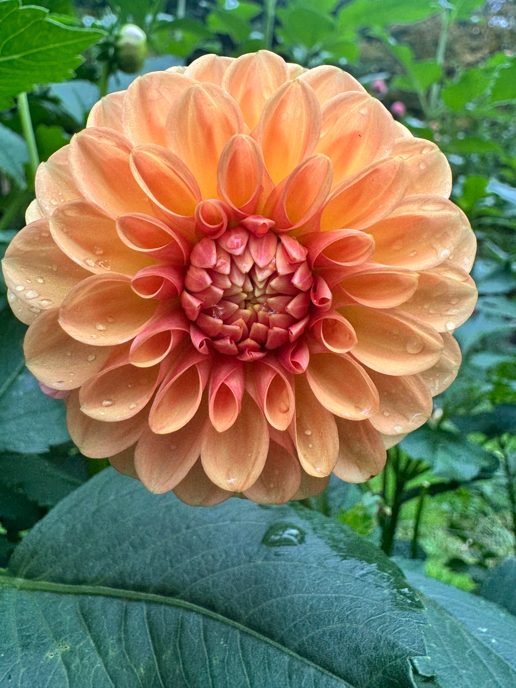 Florelie Angostura 🇦🇺
