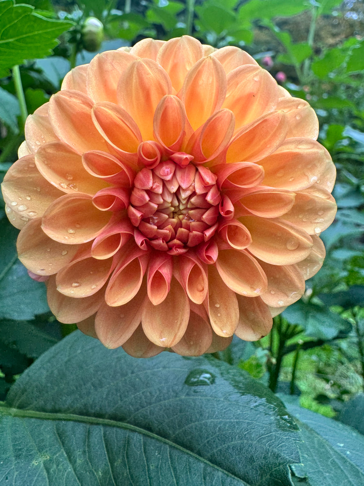 Florelie Angostura 🇦🇺