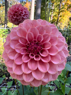 KA's® Boho Rose