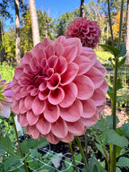 KA's® Boho Rose